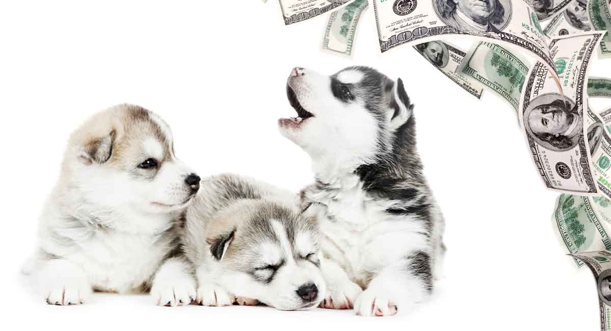 husky price