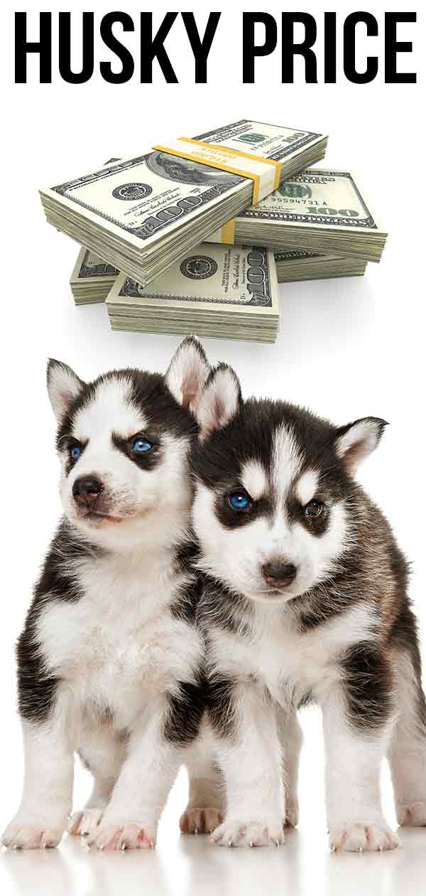 Husky Price - How Much Does A Siberian Husky Cost?