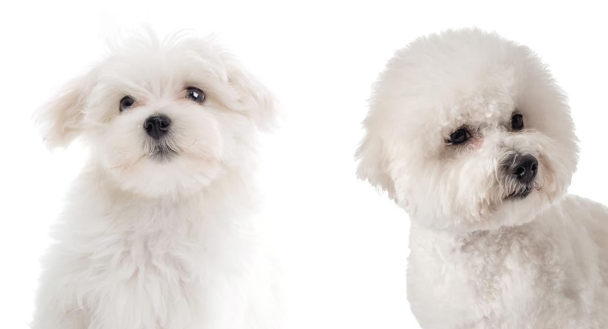 maltesisk vs bichon 