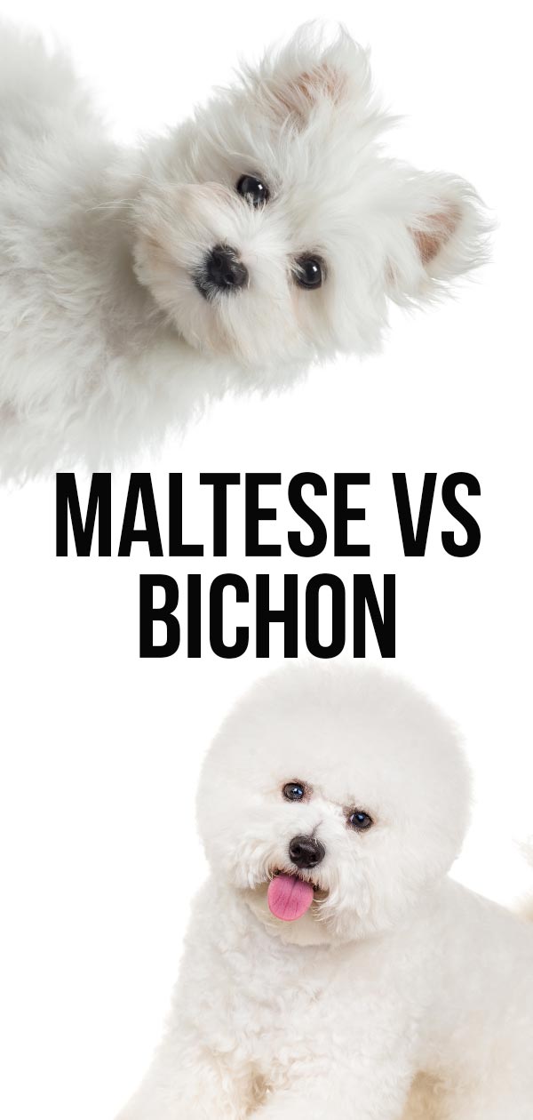 Maltees vs bichon frise