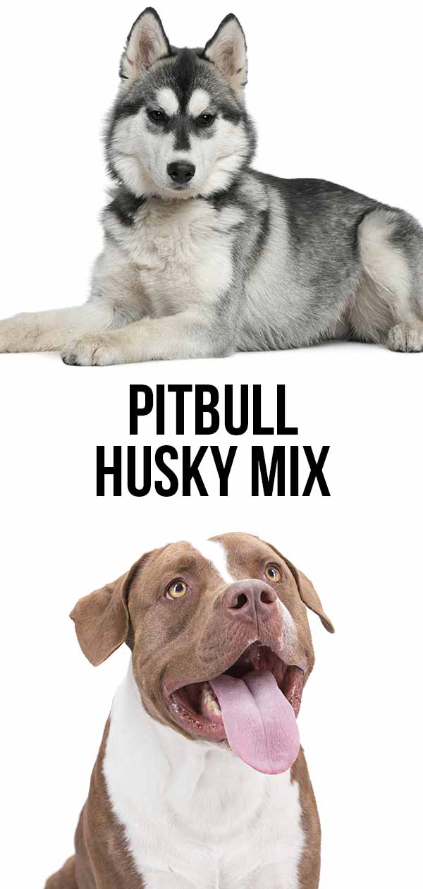 Pitbull Husky Mix - Perfect Pet Or A Bit Of A Live Wire?
