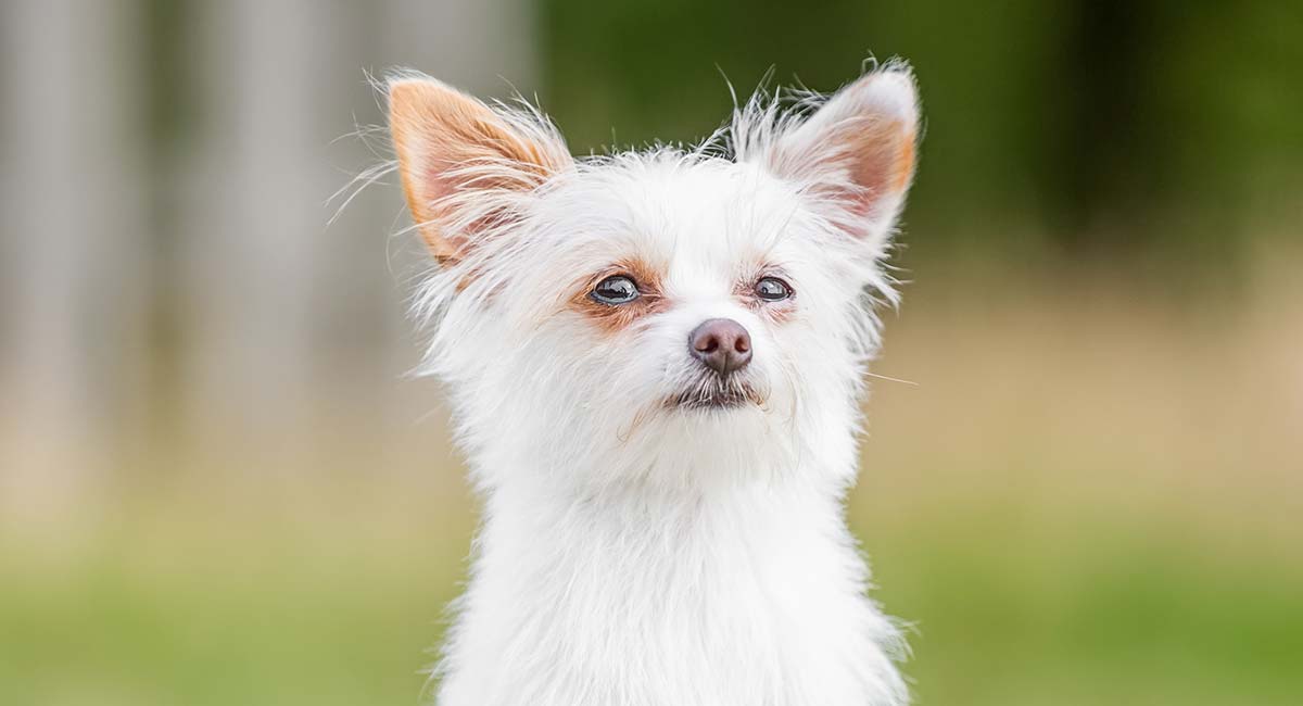 yorkshire white terrier