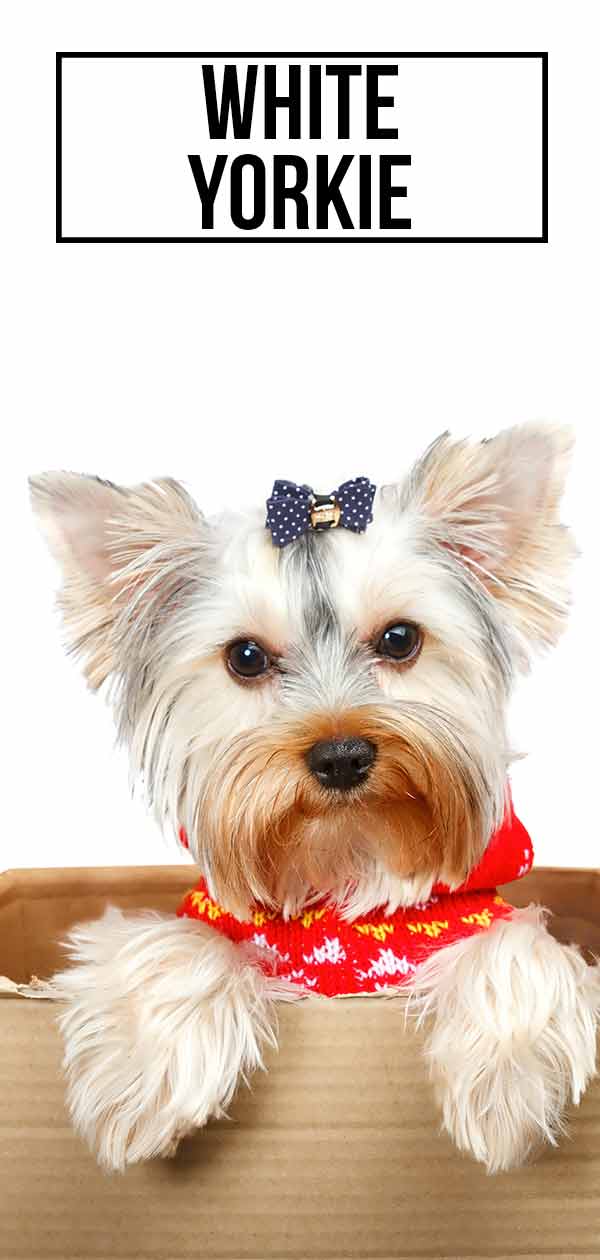 vit yorkie