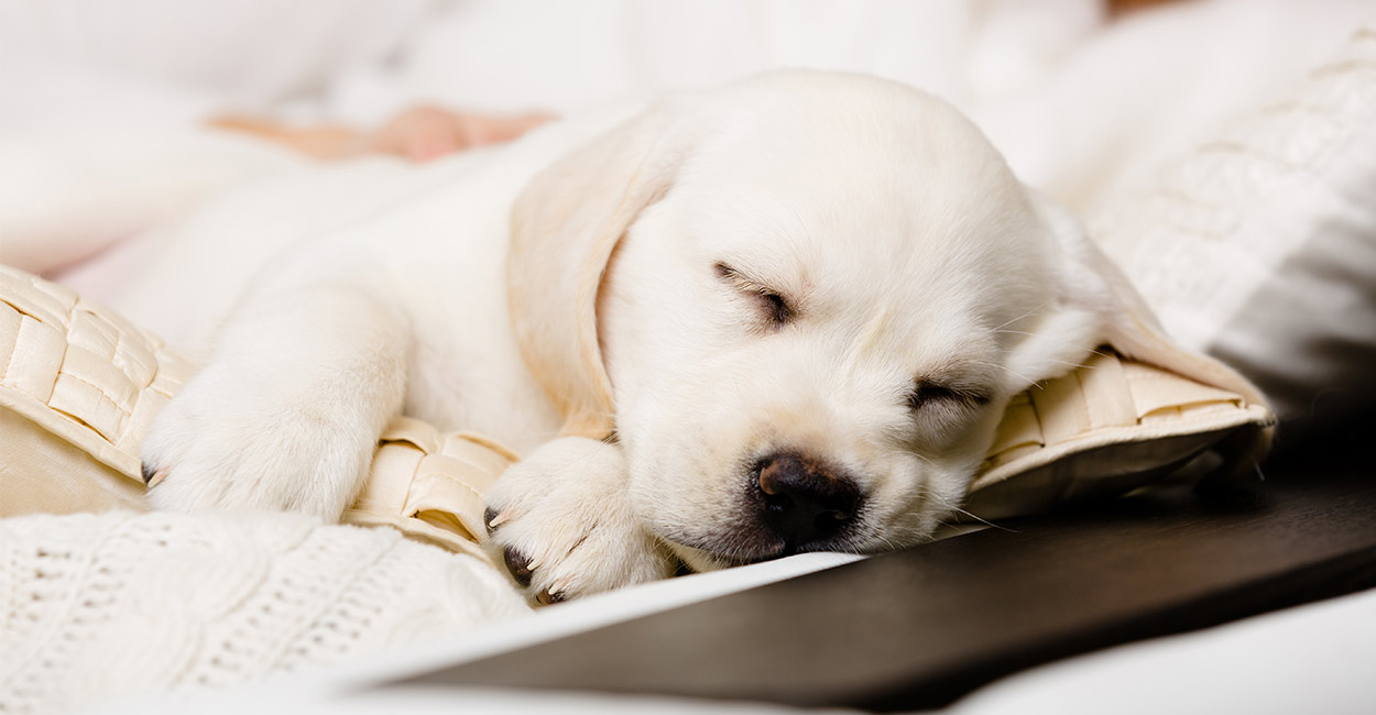 what size bed for labrador puppy