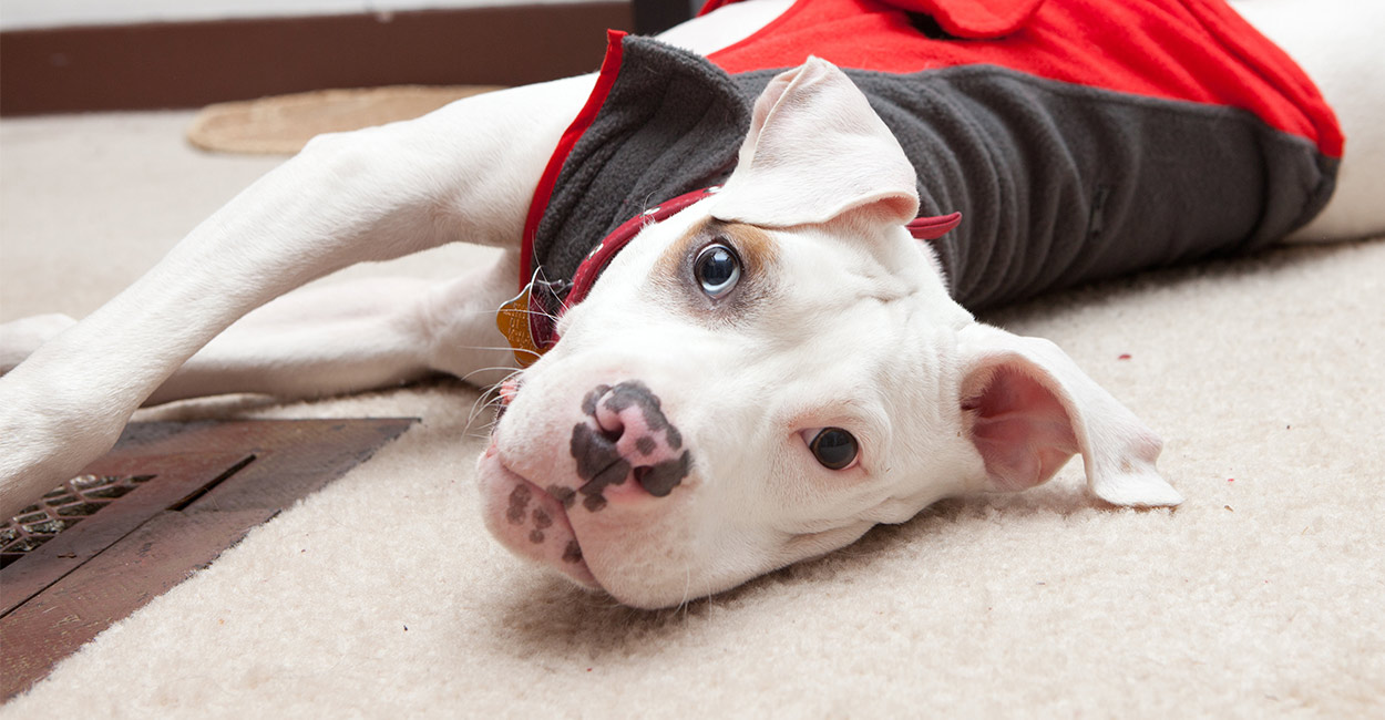 busy toys for pitbulls