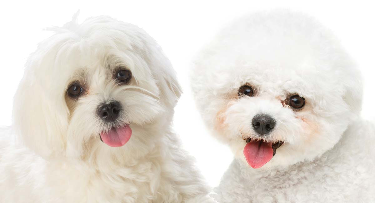 are maltese and bichon related