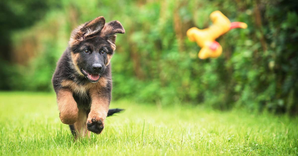 Baby BLUE Puppy Training Treats - Blue Buffalo