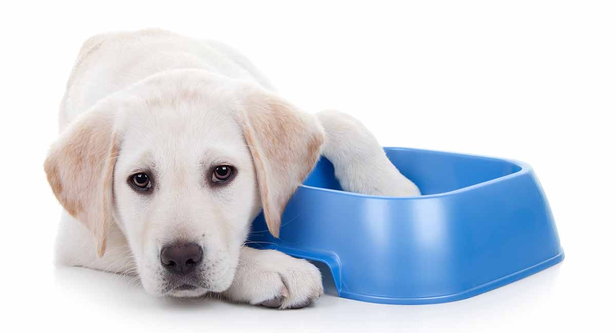 How Many Times Should Your Dog Eat A Day