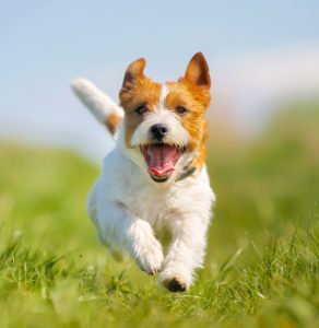 how positive dog training works