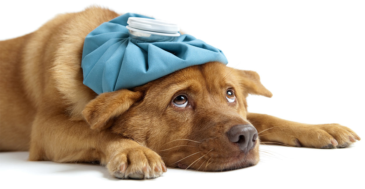 is peroxide safe for dogs to ingest