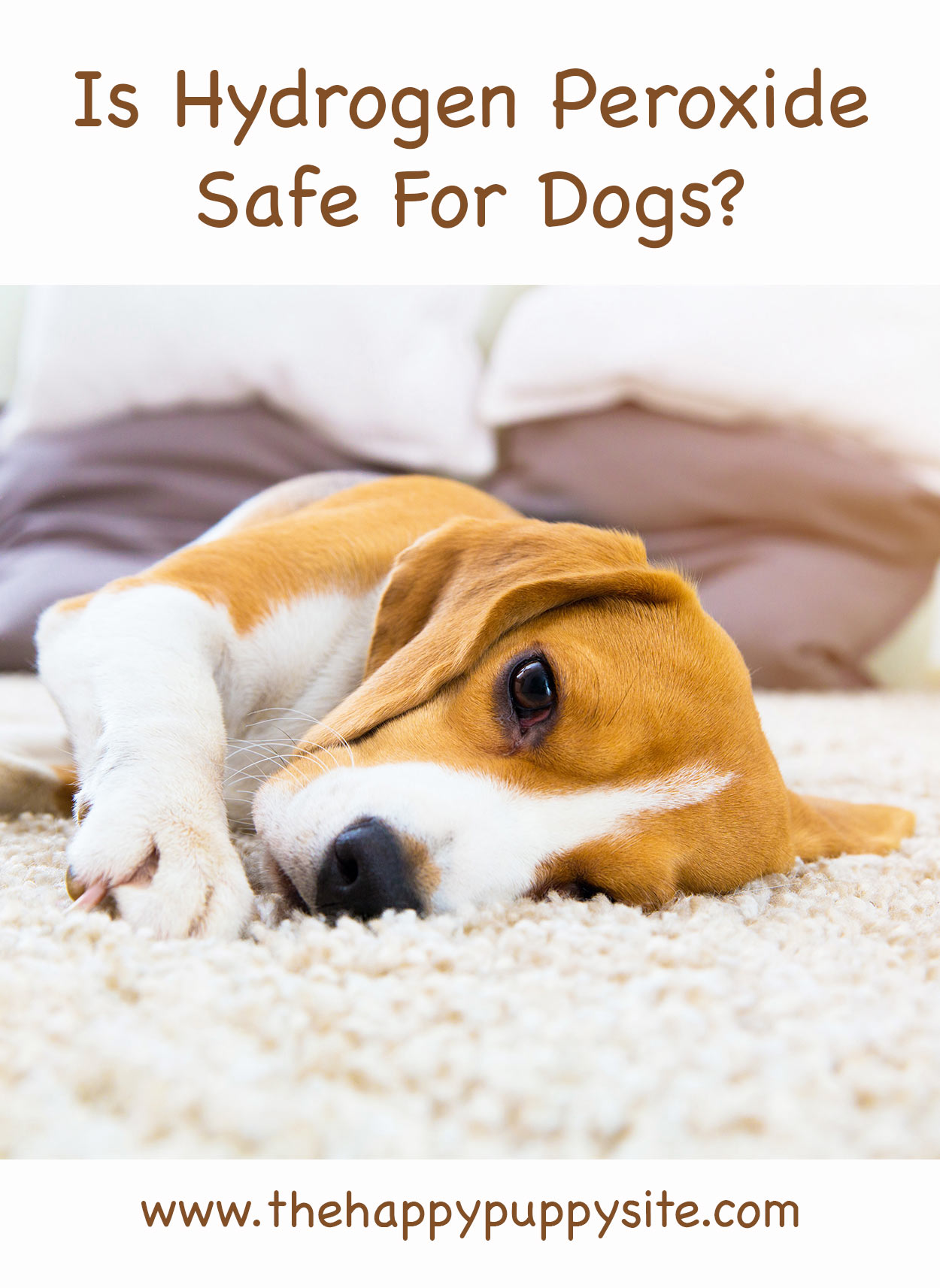 Is Peroxide Safe For Dogs