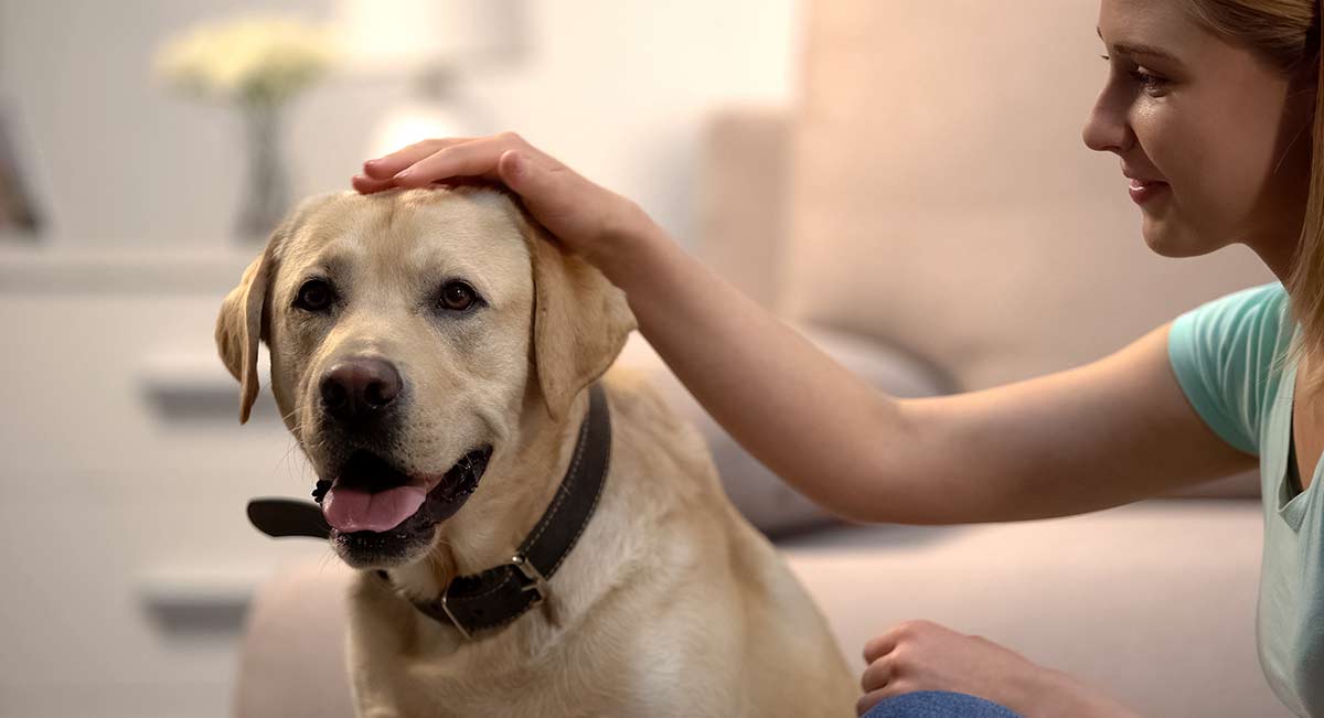 young woman patting labrador