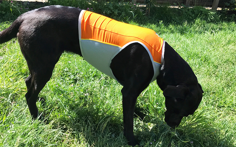 ruffwear jet stream cooling vest