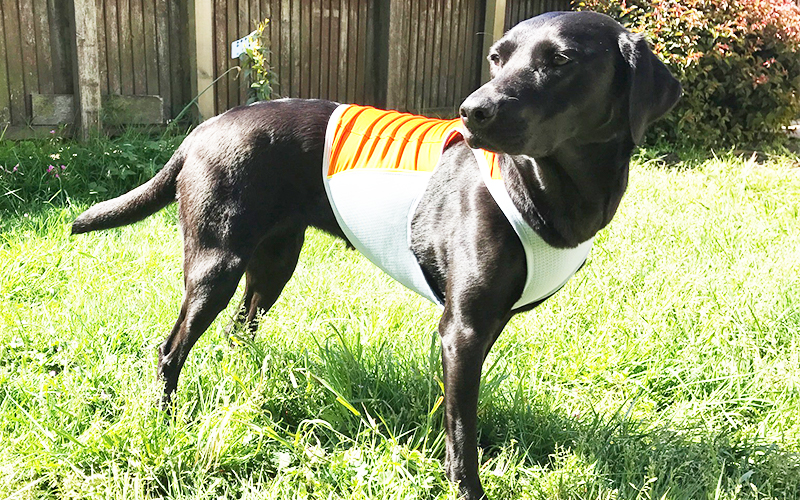 Ruffwear Cooling Vest