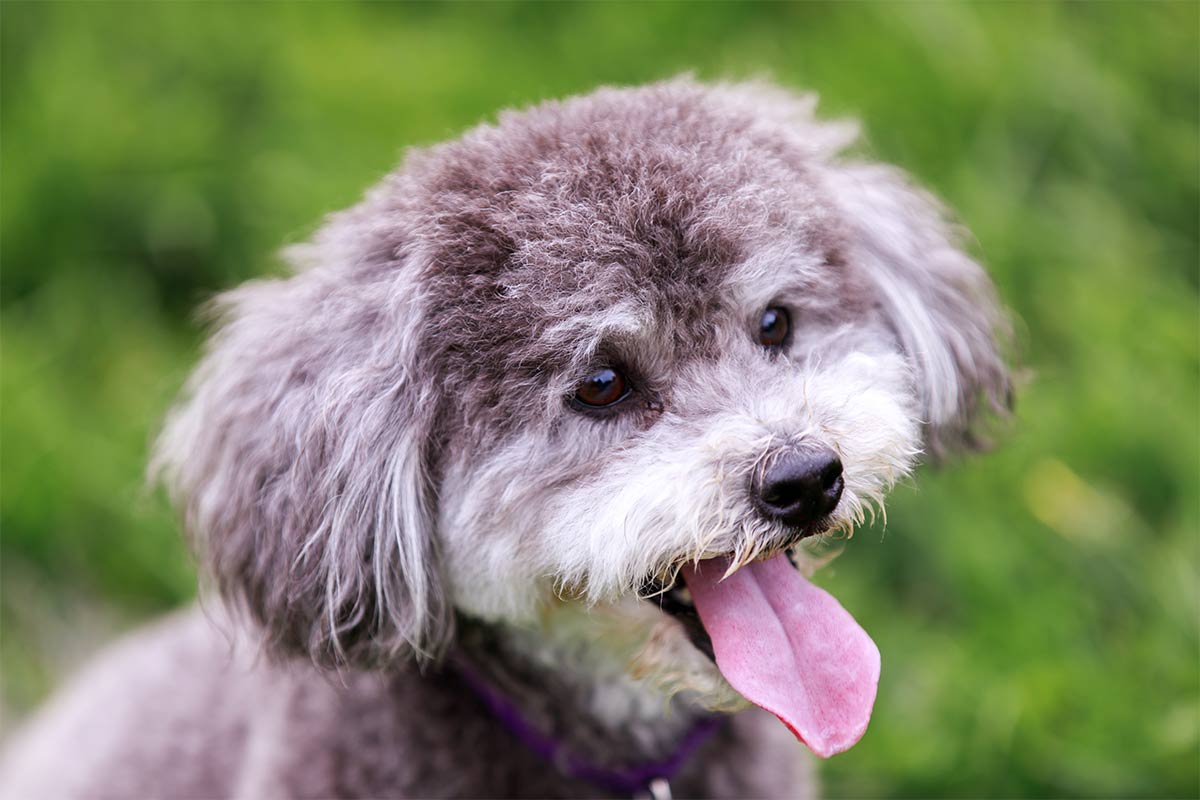 schnauzer poodle