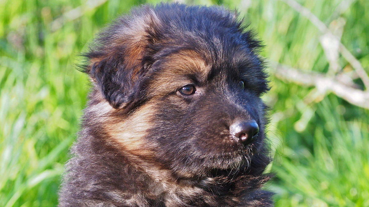 Is The Shiloh Shepherd The Ideal New German Shepherd Strain