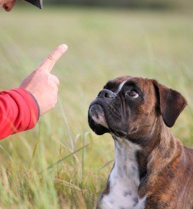 No Reward Markers In Dog Training