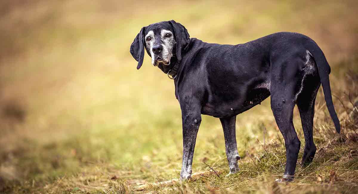 what dog breed lives the longest