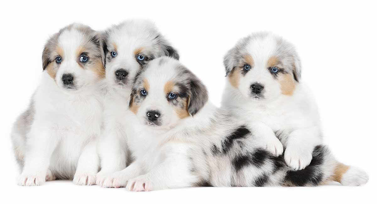 unique names for female australian shepherd