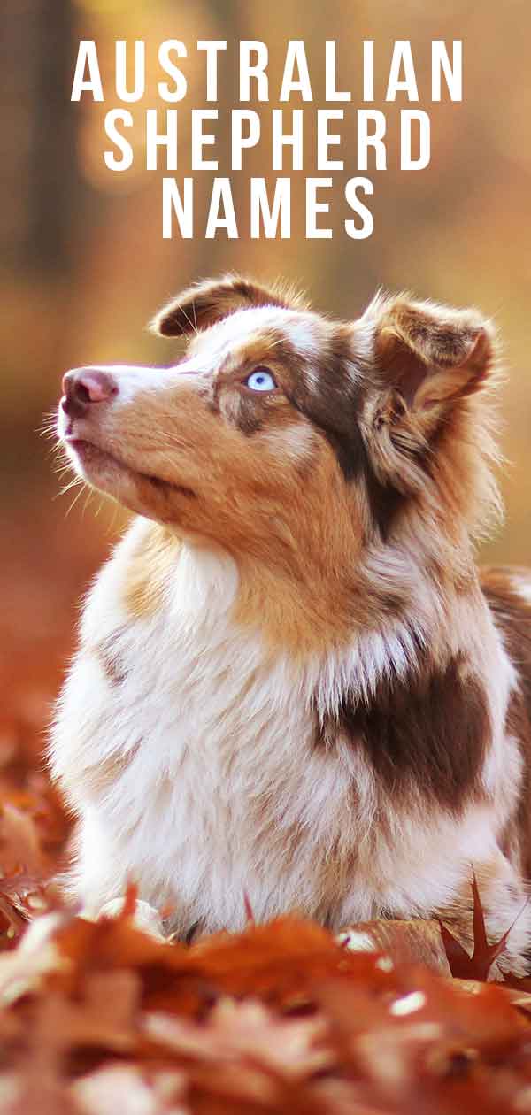 https://dogsnet.com/wp-content/uploads/2019/05/Australian-Shepherd-names-DN-tall.jpg