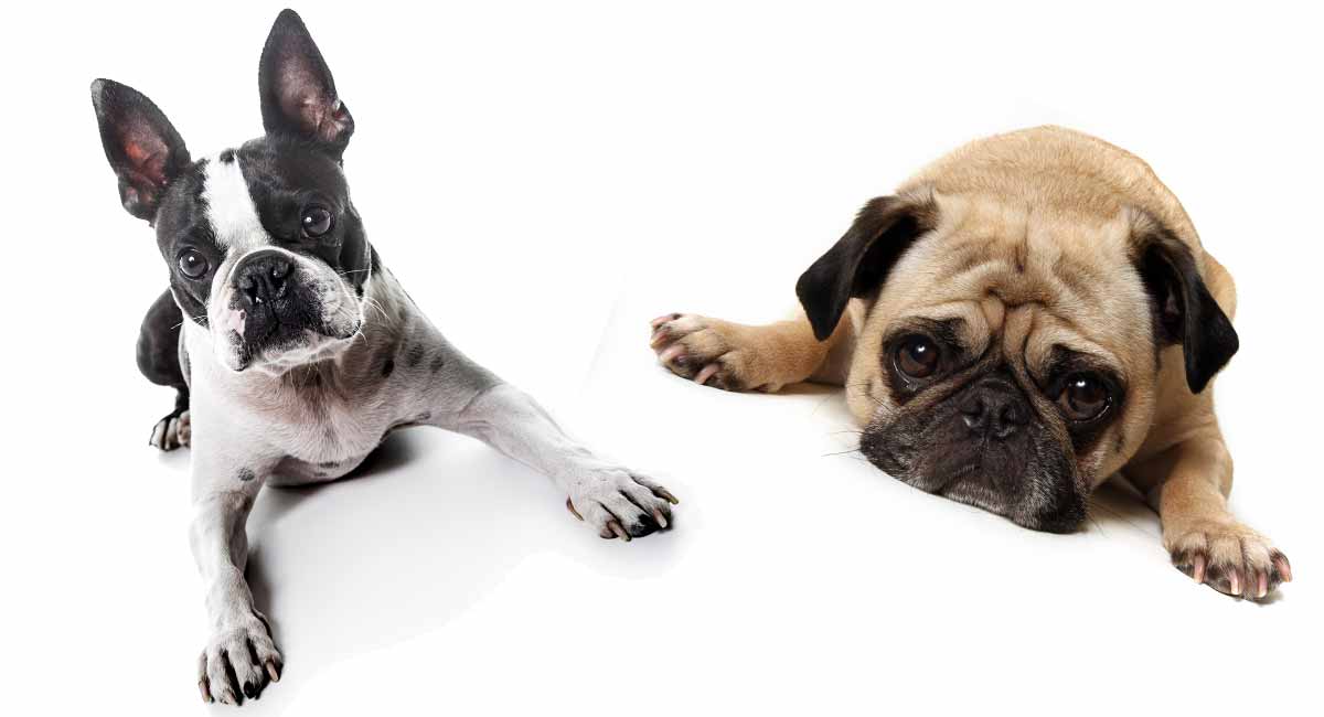 Cute Pug Vs French Bulldog Size