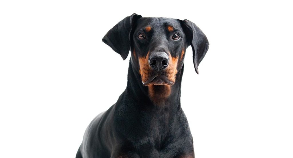 is doberman loyal