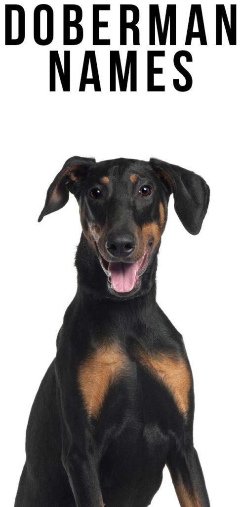 best names for doberman pinschers