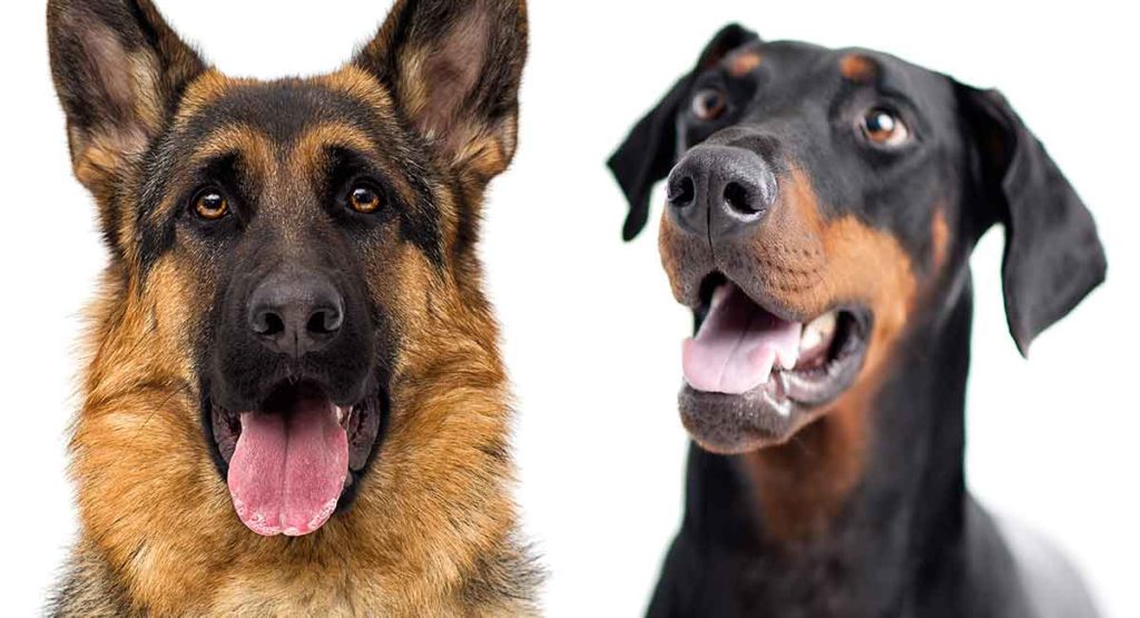 Doberman vs German Shepherd - Which Loyal Breed Is The Best Pet?