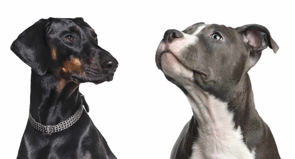 who would win doberman or rottweiler