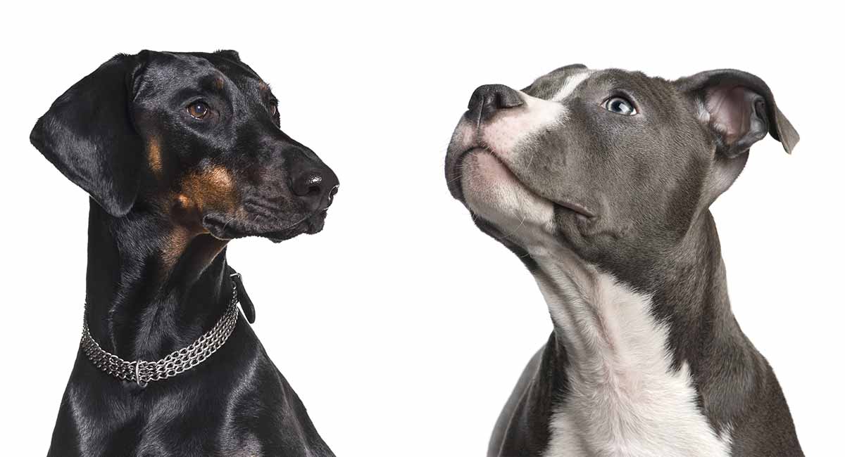 Doberman vs Pitbull - How Do They Stack Up Against Each Other?
