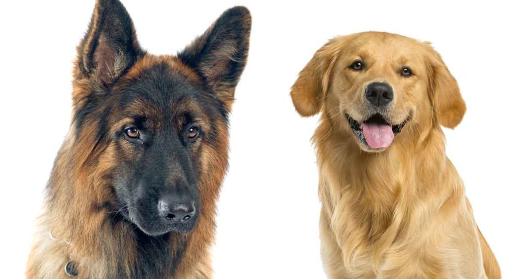 are golden retriever good family dogs