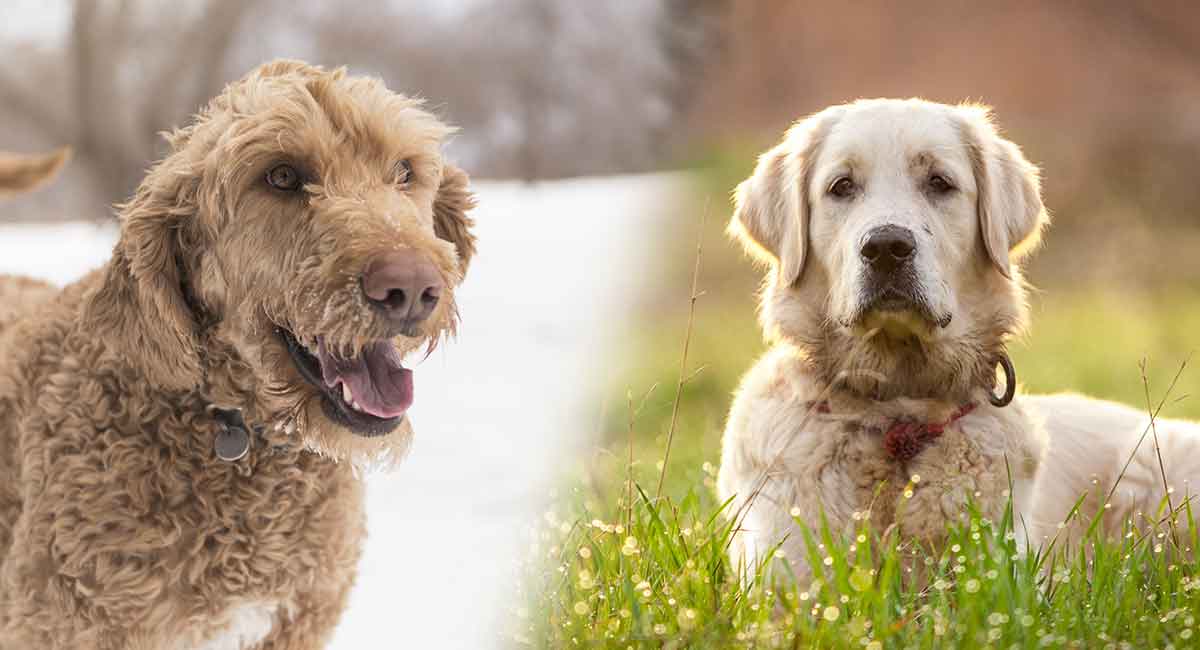 goldendoodle and golden retriever