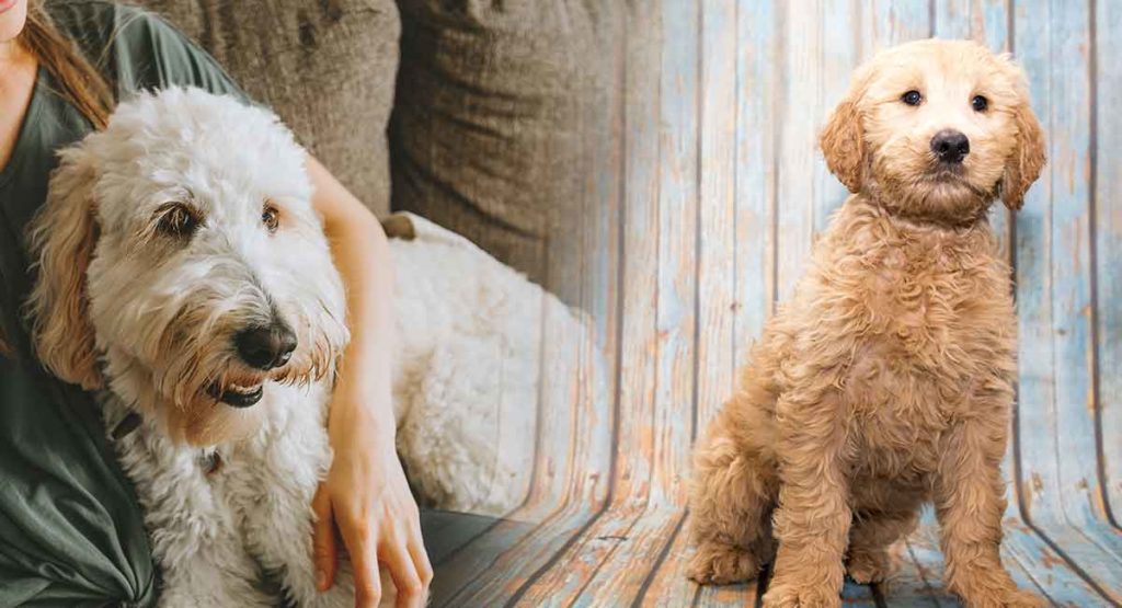 Labradoodle vs Goldendoodle How To Tell Them Apart