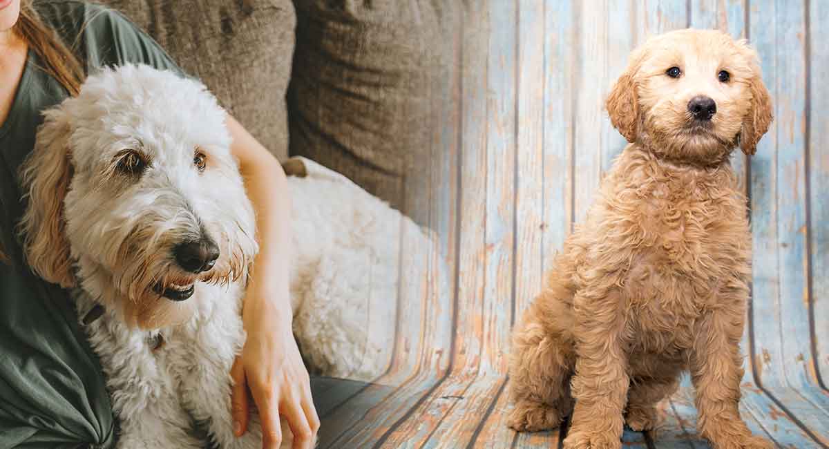 labradoodle and golden retriever