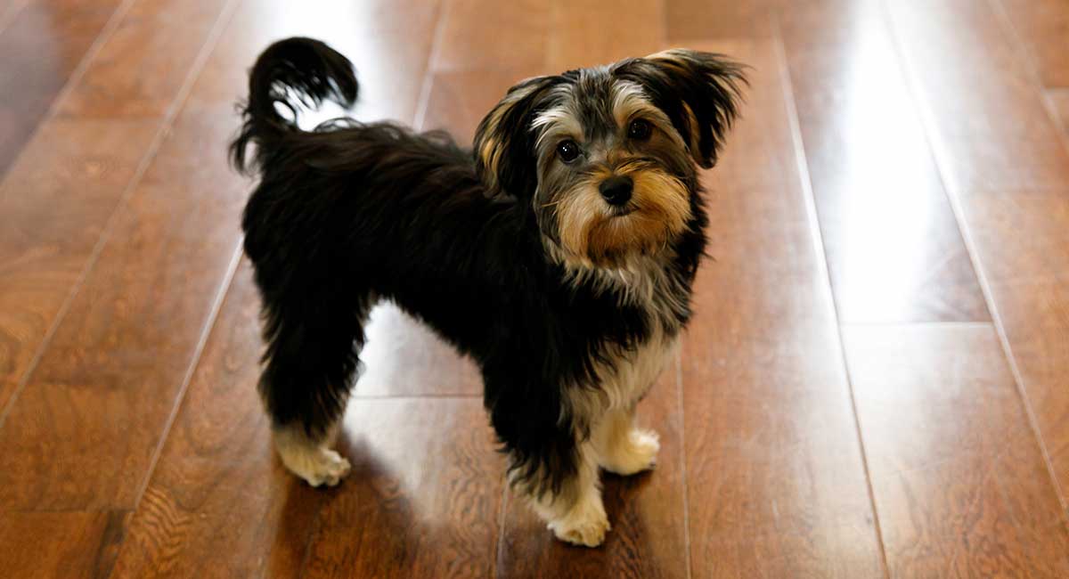 how much should i pay for a morkie puppy