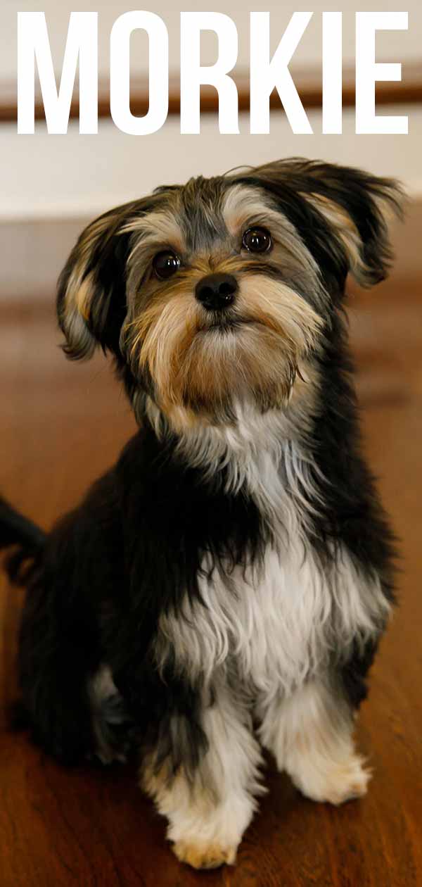 are morkies good family dogs