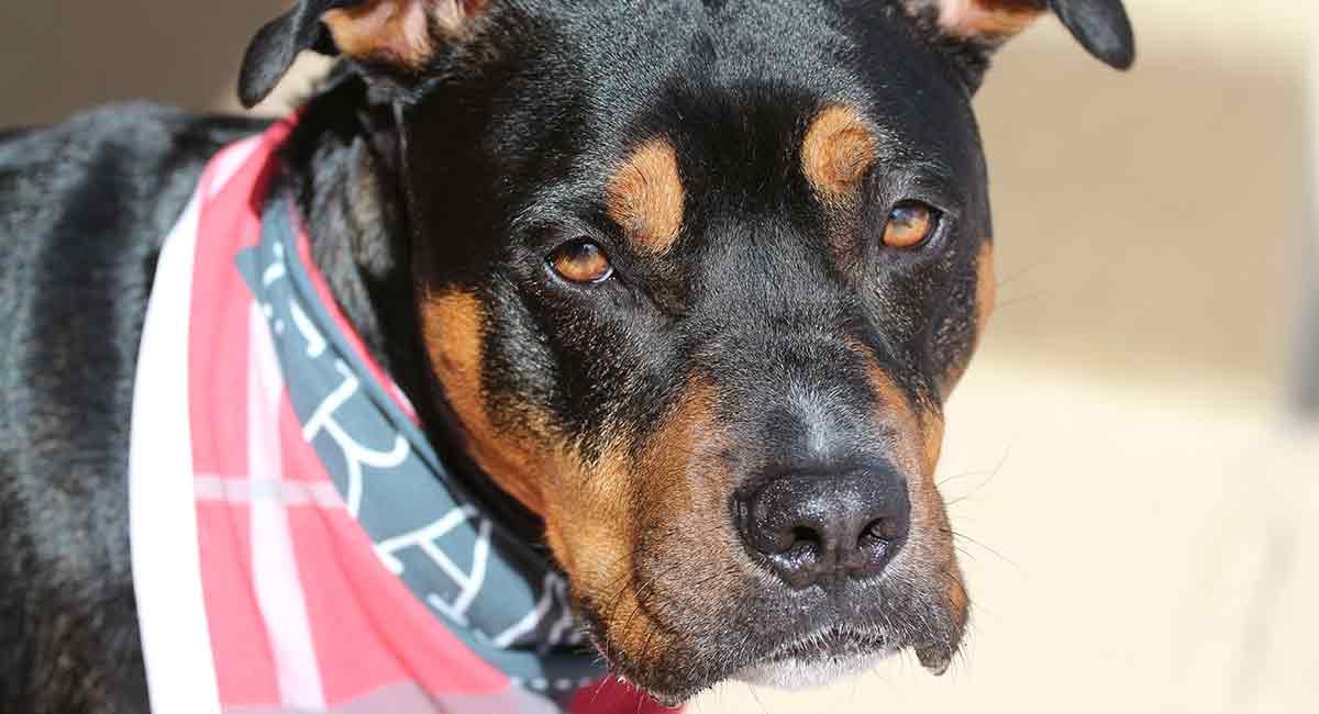 Pitbull And Rottweiler Mix petfinder