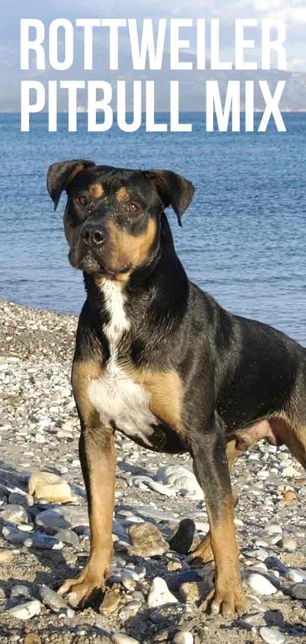 mix breed pitbull and rottweiler