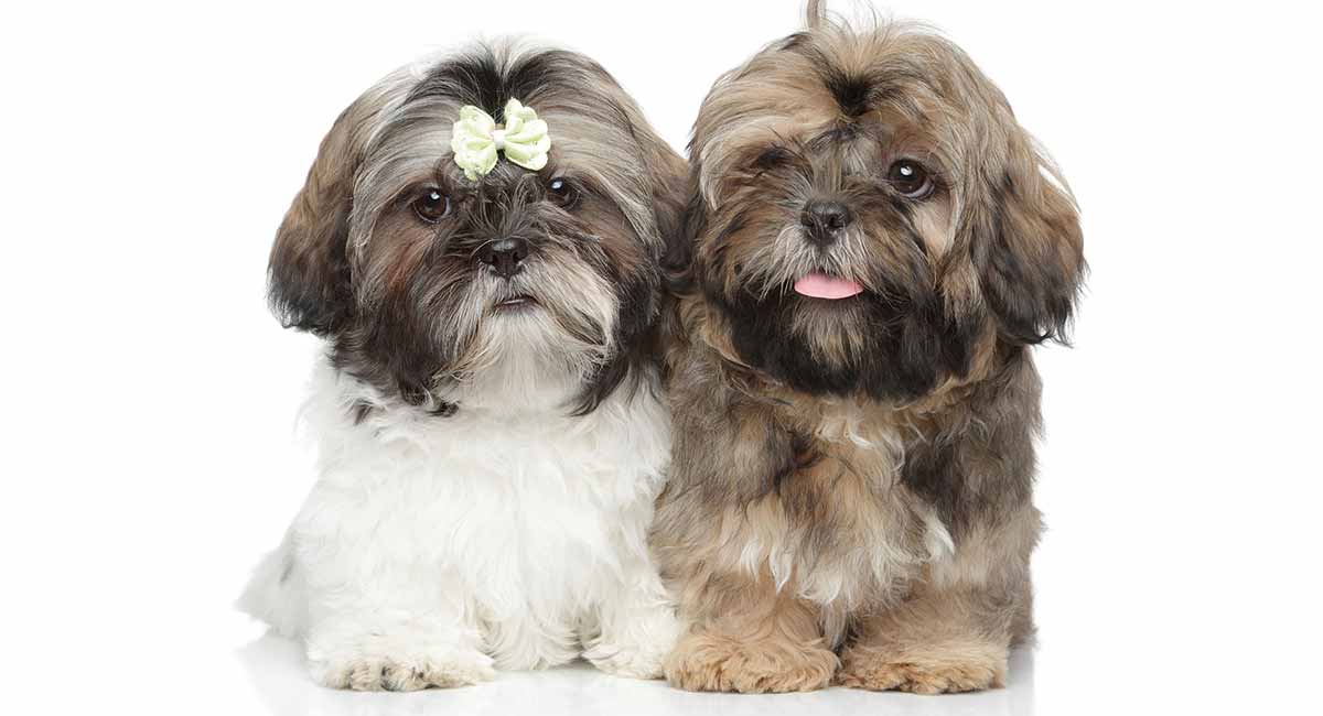 best shih tzu female names