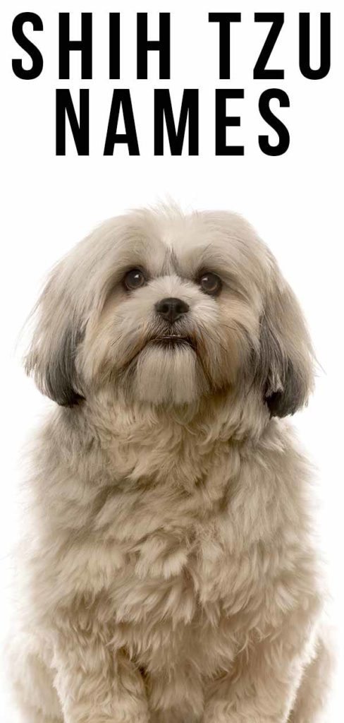 pin-em-i-love-shih-tzu-s