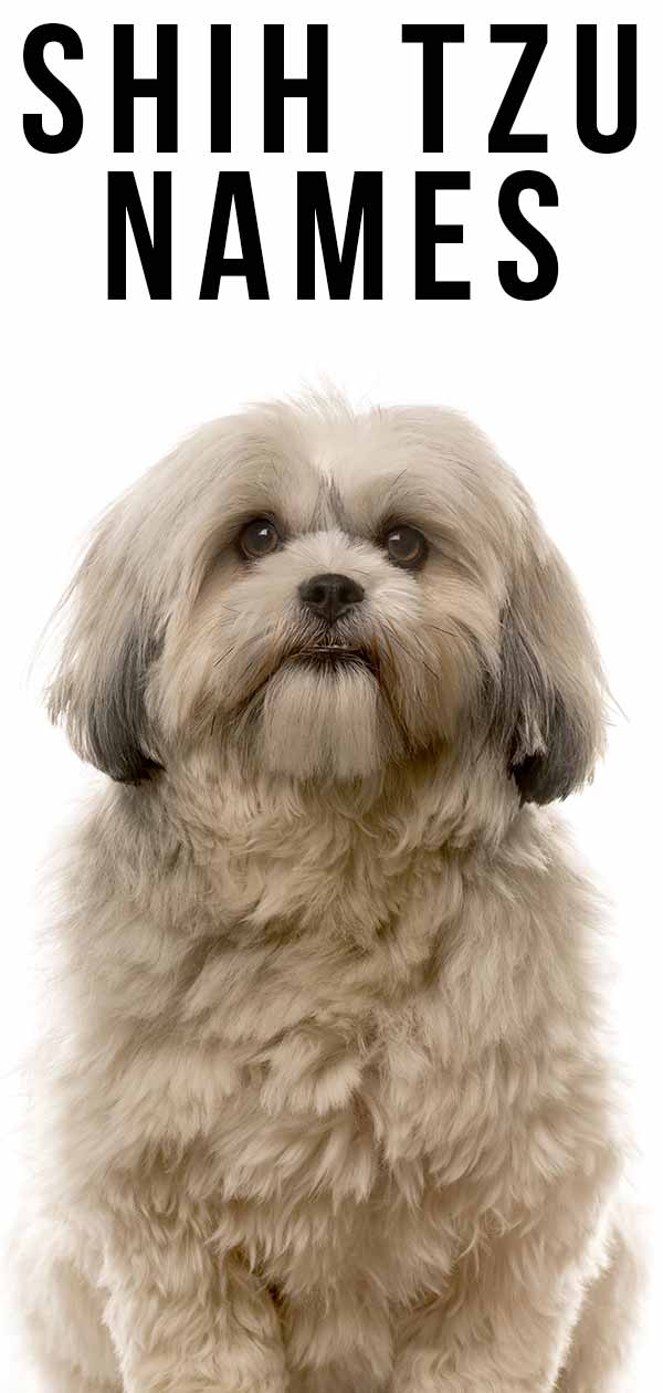 cute female shih tzu names