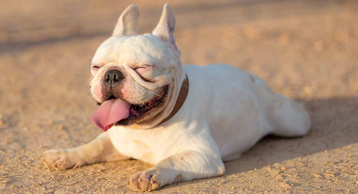 white french bulldogs