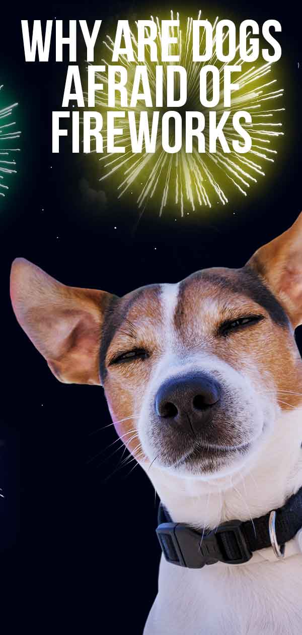 Why Are Dogs Afraid Of Fireworks?