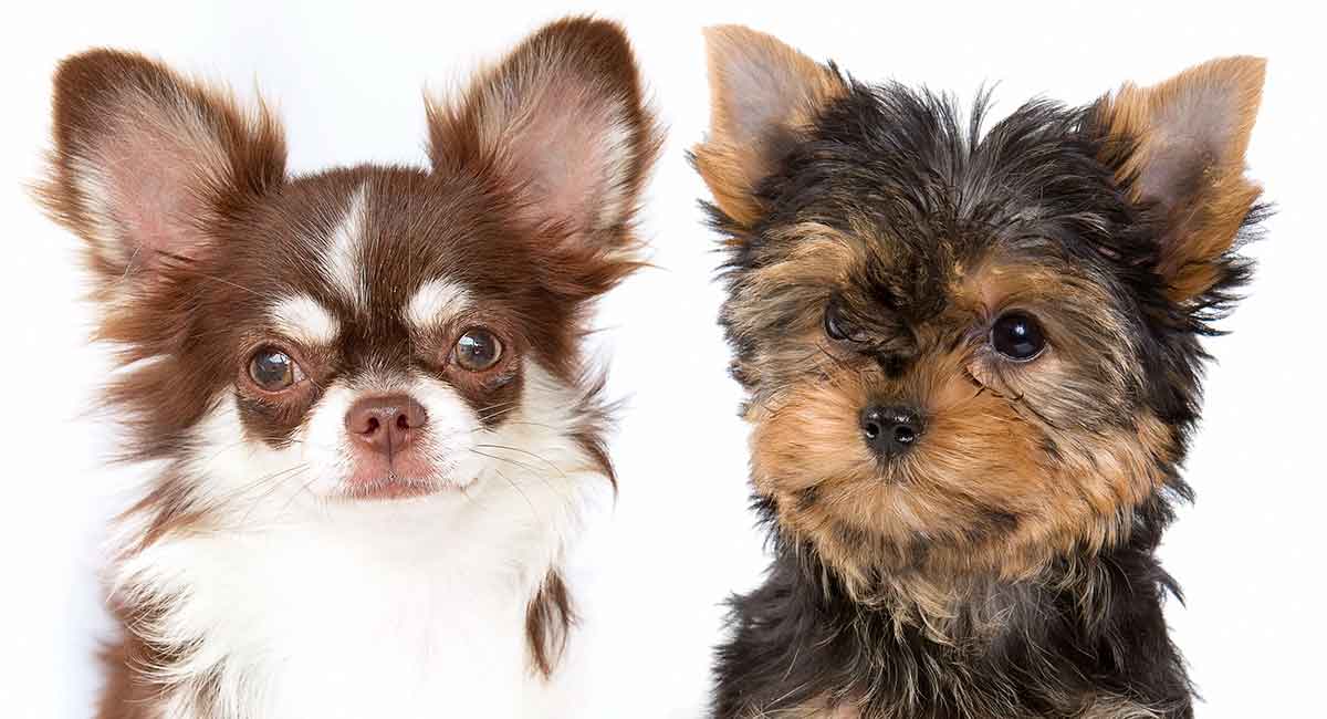 Yorkie vs Chihuahua Which Toy Breed Is the Perfect Puppy?
