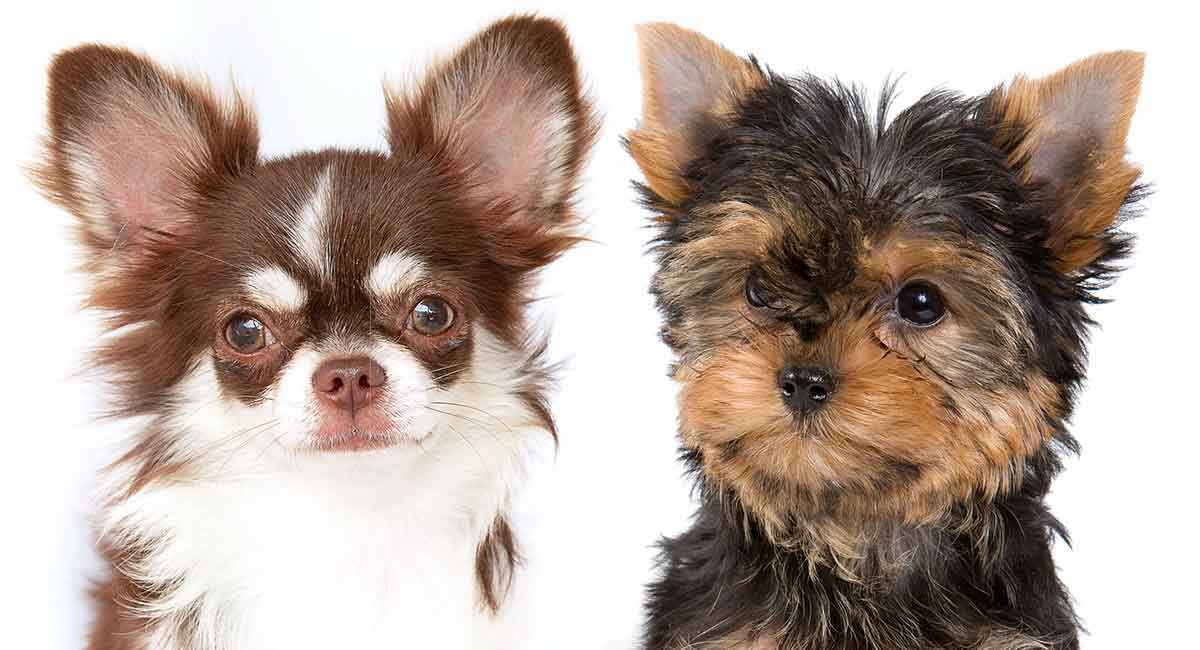 chihuahua and yorkshire terrier