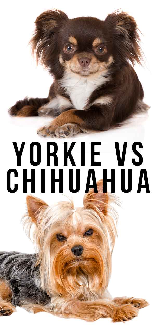 yorkie vs chihuahua