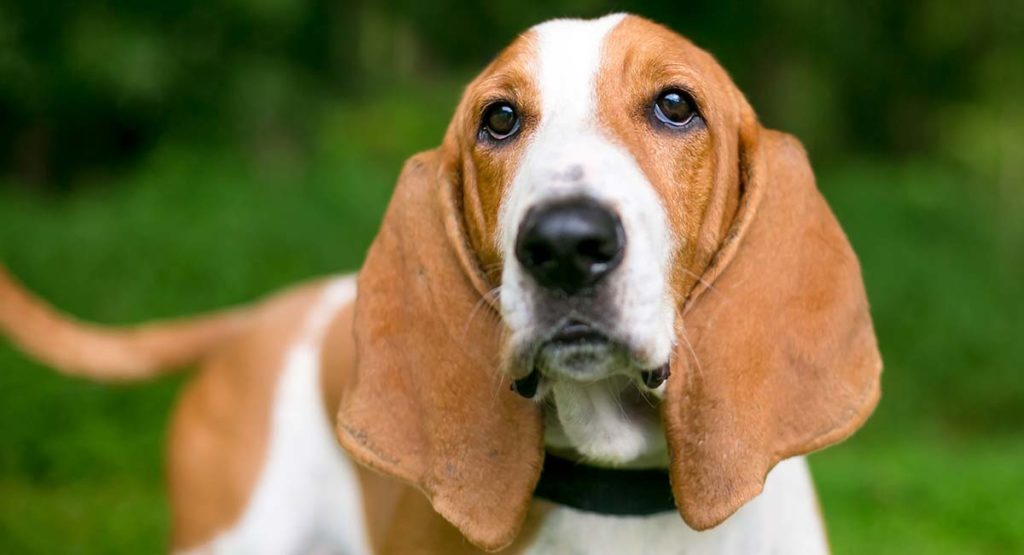 popular basset hound names