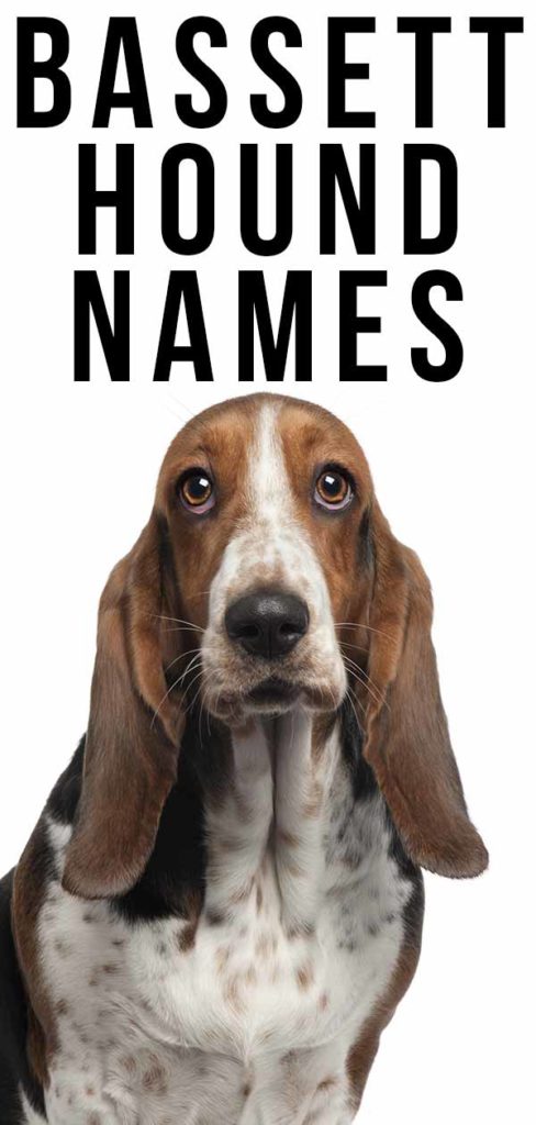 Basset Hound Names 350 Ideas For Naming Your Basset