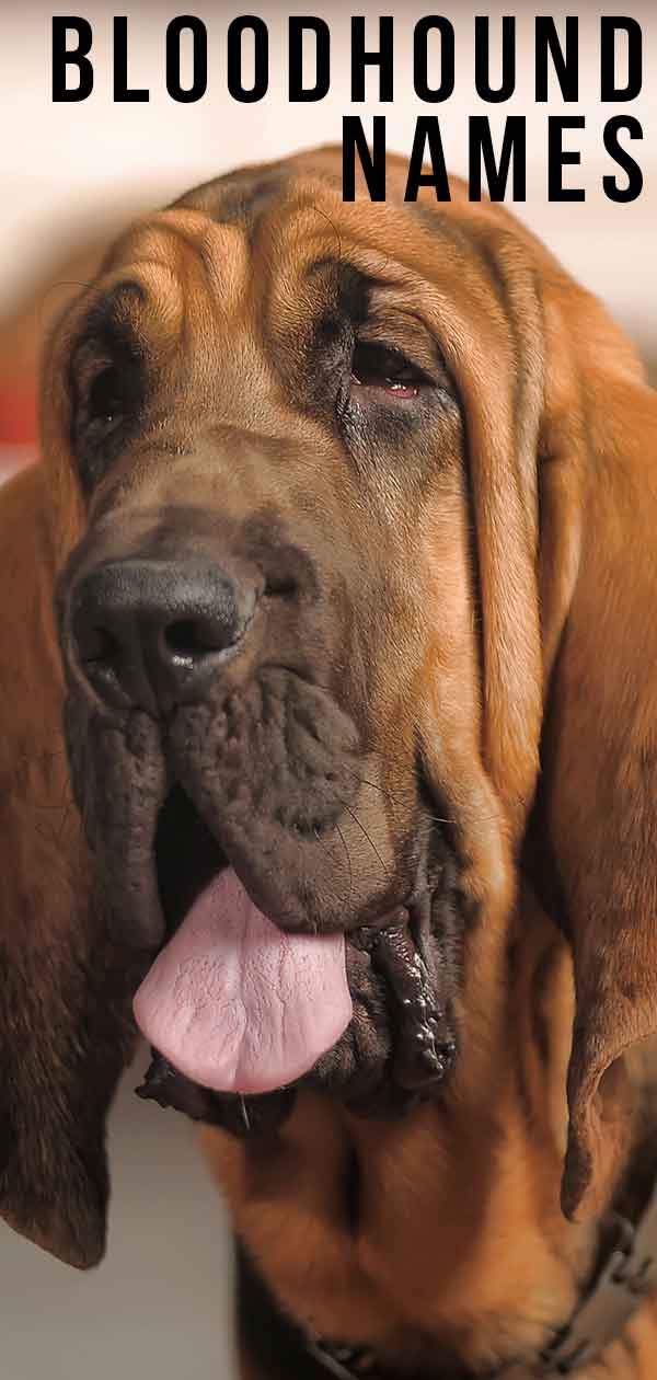 best bloodhound names