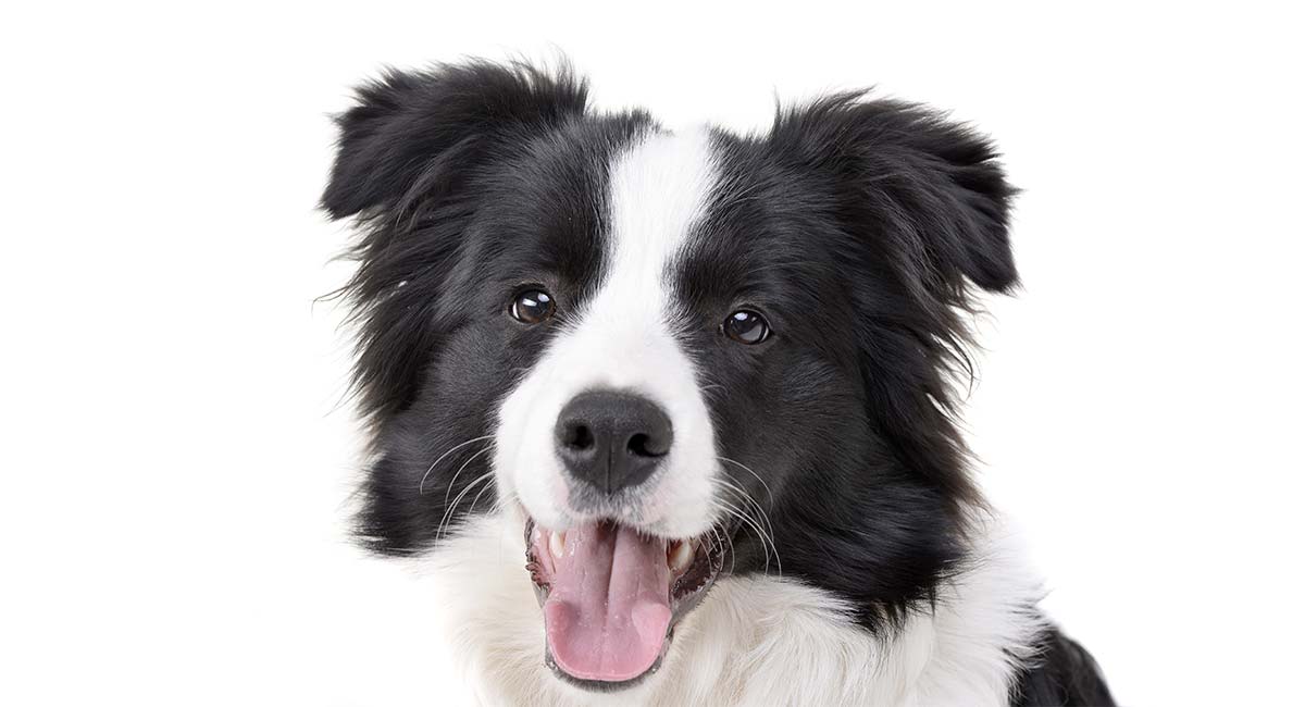 rare border collie names